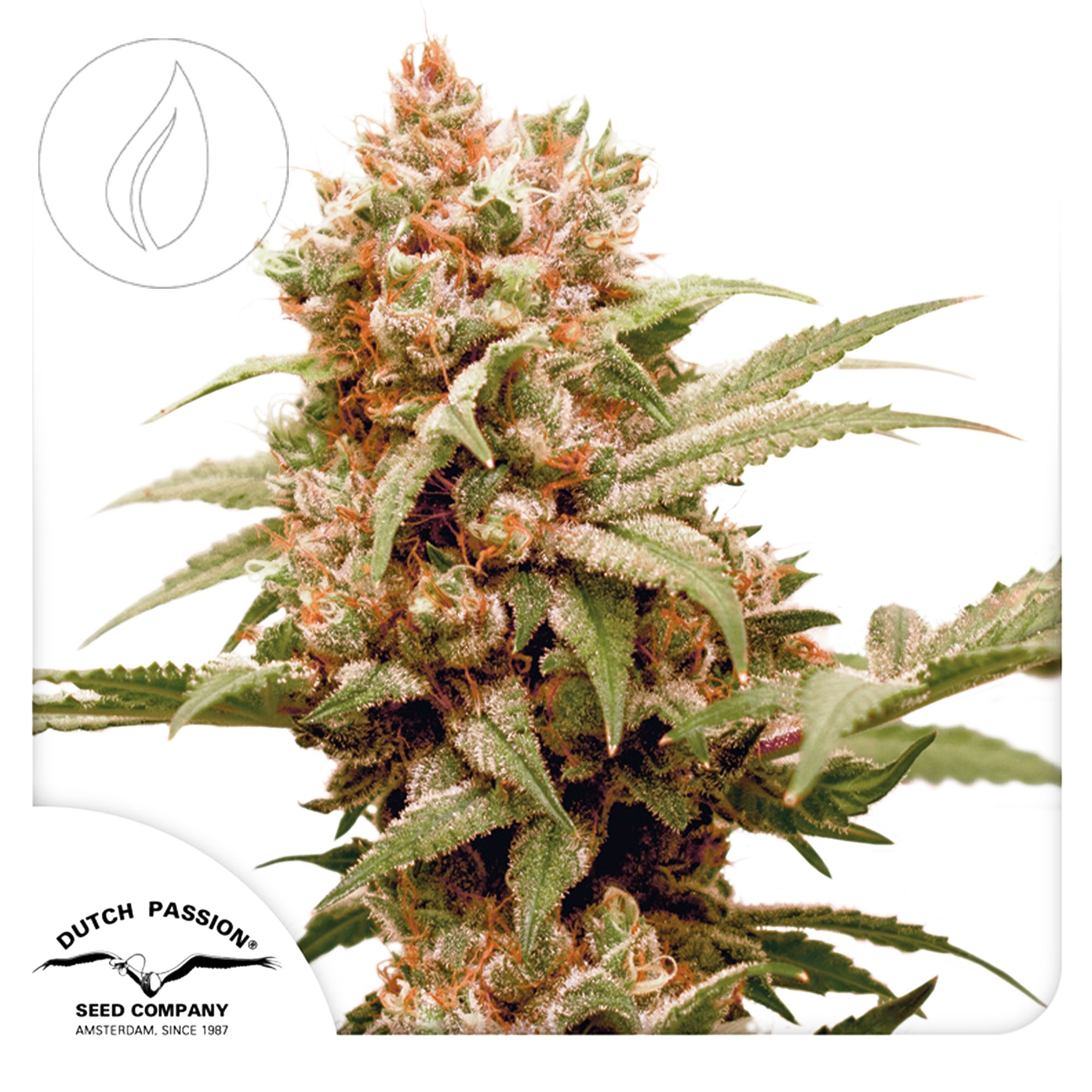 Dutch Passion CBG Force 3 Seeds