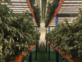 Cannabees - Orangeice Mini Buds (Indoor) 18gr