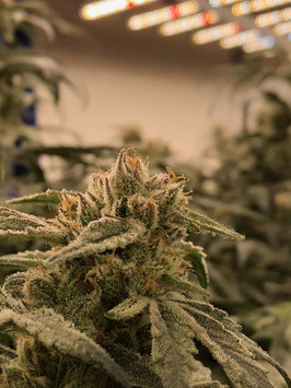 Cannabees - Orangeice Mini Buds (Indoor) 18gr