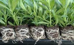 EAZY PLUG 77 GANZE KISTE